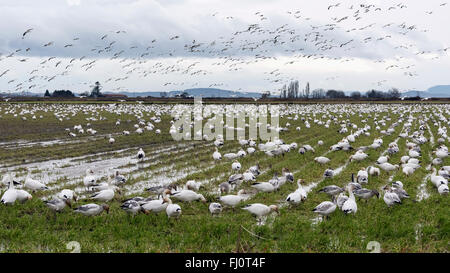 La migration des oies des neiges spectacle, champ de l'agriculteur, Westham Island (Colombie-Britannique) Banque D'Images