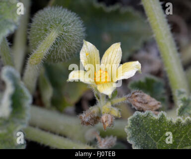 Ecballium elaterium Squirting Cucumber - Fruits & Fleurs Banque D'Images