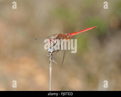 Red-Veined Vert Libellule Sympetrum fonscolombei - Homme perché sur stick Banque D'Images