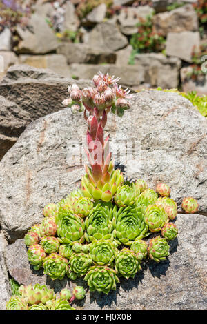 Les vivaces ont un tapis formant habitude et atteindre une hauteur de 2 à 4 cm. Sempervivum minutum est toujours verte. Le vert bleuâtre, simp Banque D'Images