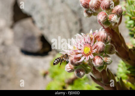 Les vivaces ont un tapis formant habitude et atteindre une hauteur de 2 à 4 cm. Sempervivum minutum est toujours verte. Le vert bleuâtre, simp Banque D'Images