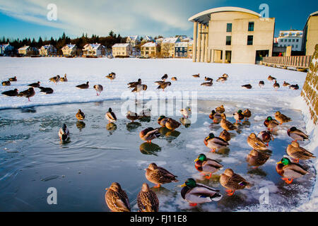 Tjornin, le lac gelé dans le centre de Reykjavik Banque D'Images