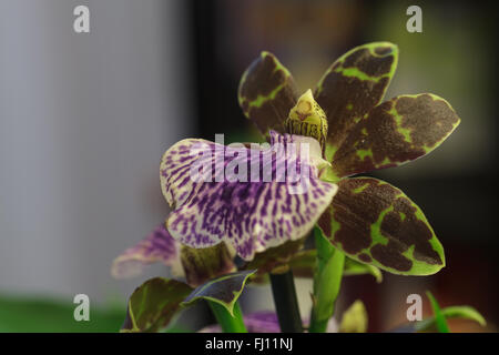 Orchidée violet et vert, espèce d'orchidée Zygopetalum, sur un fond vert foncé Banque D'Images