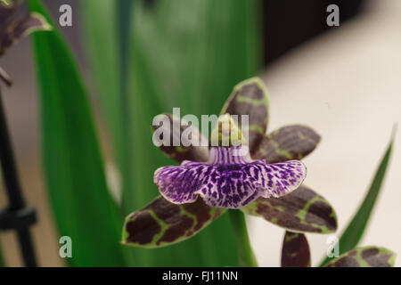 Orchidée violet et vert, espèce d'orchidée Zygopetalum, sur un fond vert foncé Banque D'Images