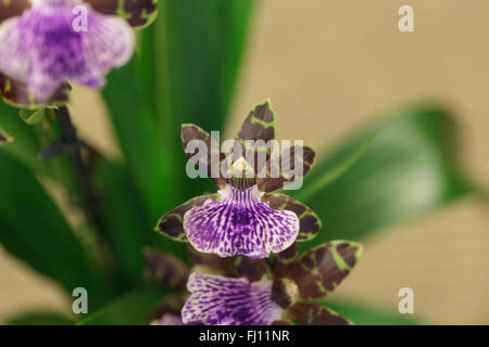 Orchidée violet et vert, espèce d'orchidée Zygopetalum, sur un fond vert foncé Banque D'Images