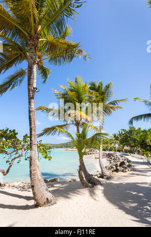 Palmiers sur la berge à Dickenson Bay Beach au nord Antigua avec ciel bleu et mer turquoise sur une journée ensoleillée Banque D'Images