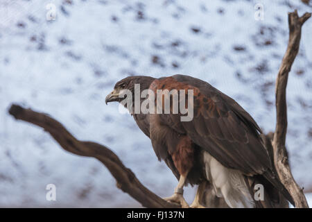 Harris Parabuteo unicinctus harrisi, Hawk, est un oiseau de proie qui est aussi appelé le Bay-winged hawk Banque D'Images