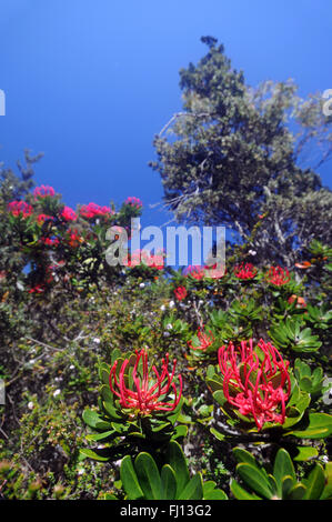 Tasmanie spectaculaire waratahs (Telopea truncata) à côté de la piste, le pilier, trois caps Track, Tasmanie Banque D'Images