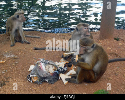 Toque macaque (Macaca sinica) ont volé et mangé des sandwiches de quelqu'un, le lac de Kandy, Kandy, Sri Lanka Banque D'Images