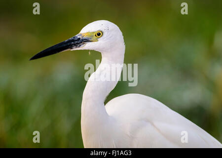 Portrait d'oiseau, Intermediate Egret Ardea intermedia, isolé sur le vert, copy space Banque D'Images