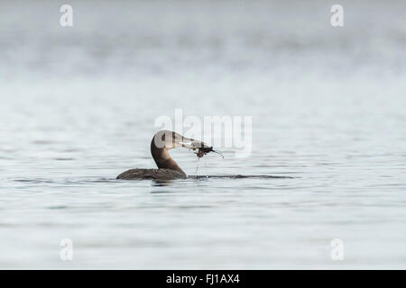 Plongeon huard (Gavia immer) également connu sous le nom de the great northern diver ou great northern loon et chasse les écrevisses de l'alimentation Banque D'Images