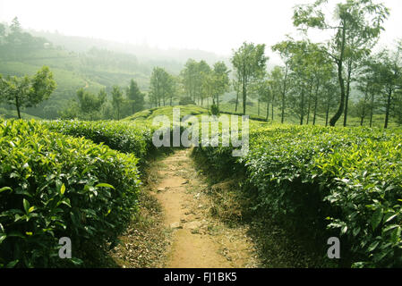 De thé à Munnar au Kerala Banque D'Images