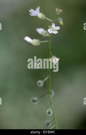 Enigme de l'(Circaea lutetiana morelle-). Plante à fleurs blanches délicates dans le willowherb famille (Onagraceae), en fleurs Banque D'Images