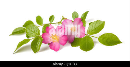 Dog rose (rosa canina) fleurs sur fond blanc Banque D'Images