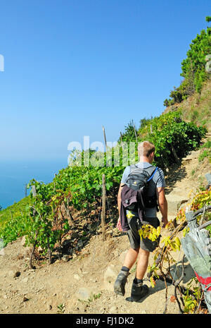 Randonneurs dans le vignoble Sciacchetrà, Corniglia, Cinque Terre, Ligury, Italie, Europe, Banque D'Images