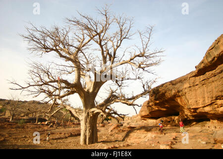 Baobab et de paysage du pays Dogon le long de la falaise de Bandiagara au Mali Banque D'Images