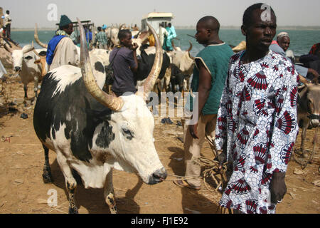 Un berger se situe sur les rives du fleuve Sénégal à Ségou, Mali, avec un énorme taureau pour vendre au marché de Ségou Banque D'Images