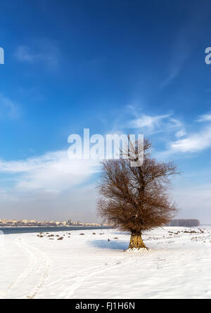 Seul arbre dans la neige près du Danube Banque D'Images