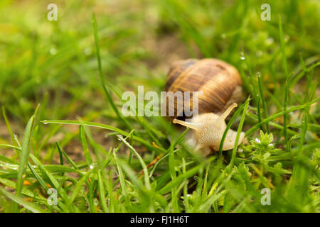 Escargot en herbe Banque D'Images