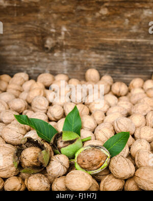 Les noix en coques vert avec des feuilles et les noix Banque D'Images