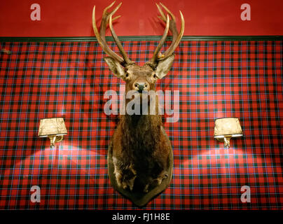 Animal en peluche d'un cerf dans un pub anglais interior Banque D'Images