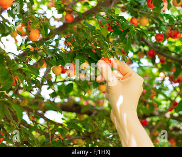 Cueillette fruits mirabelle rouge personne Banque D'Images