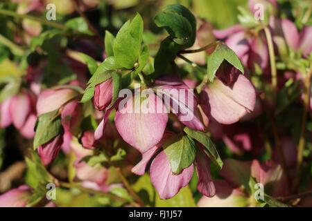 L'hellébore rouge-rose foncé, fleurs et boutons de fleurs dans le soleil de février Banque D'Images