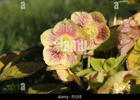 Hellebore jaune avec des fleurs rouges de bourgogne, Helleborous hybridus "Dame jaune", Lenten Rose, au début du printemps le soleil. Banque D'Images