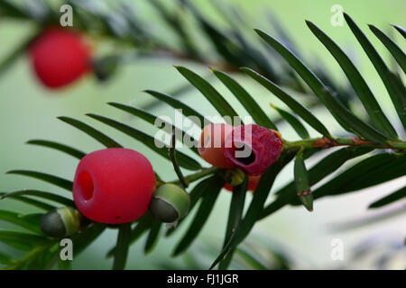 If (Taxus baccata) petits fruits. Feuilles et baies sur un conifère de la famille Taxaceae, dans un cimetière Banque D'Images