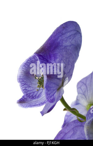 Frais unique fleur bleu Monkshood sur fond blanc Banque D'Images