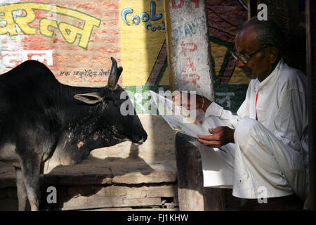 Man reading newspaper avec hyl (vache taureau Nandi) dans la matinée à Jodhpur, Inde Banque D'Images