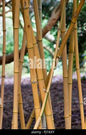 Les tiges de la golden dénudée hardy, bambou Phyllostachys vivax 'Aureocaulis' Banque D'Images