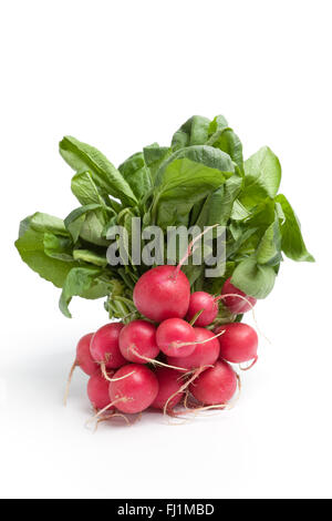 Botte de radis rouges frais, Raphanus sativus sur fond blanc Banque D'Images