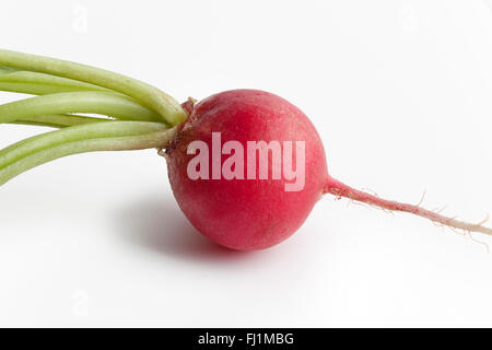 Seul radis rouges frais, Raphanus sativus sur fond blanc Banque D'Images