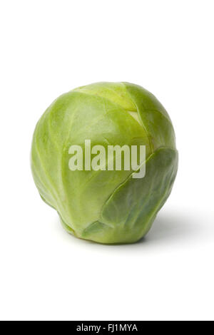 Un seul ensemble de matières premières fraîches sur les choux de Bruxelles sur backgpound blanc Banque D'Images