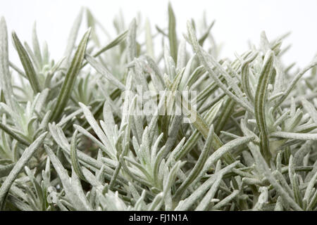 Helichrysum italicum brindilles de jeunes sur fond blanc Banque D'Images