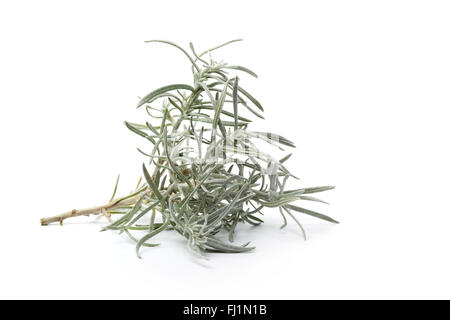 Helichrysum italicum de jeunes rameaux sur fond blanc Banque D'Images