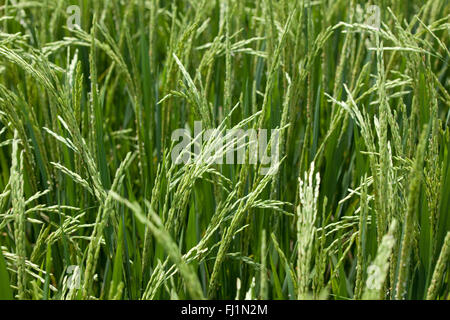 La maturation des grains de riz sur les prêts pour la récolte de tiges dans une rizière à Bali Indonésie Banque D'Images