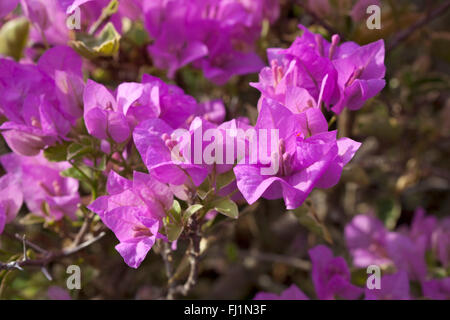 Fleurs de bougainvilliers pourpres close up Banque D'Images