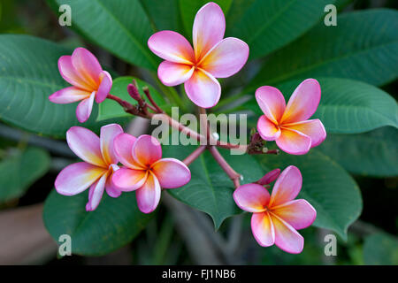 Frangipani rose close up Banque D'Images