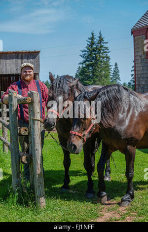 Le cheval canadien est une race qui est un solide, bien musclés race de chevaux-légers. à la Orwell Corner village historique à l'î. Banque D'Images