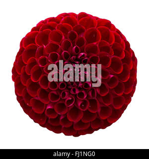 Balle rouge Dahlia fleur sur blanc. Banque D'Images