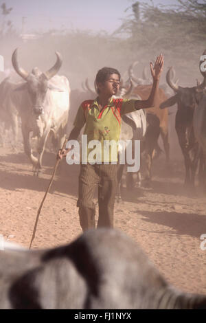 Jeune berger menant troupeau de vaches taureaux à Kutch, Gujarat, Inde Banque D'Images