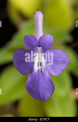 Streptocarpus saxorum cap, Primrose, fleur, membre de l'Gesnériacées en culture (l'origine Afrique de l'Est). Banque D'Images