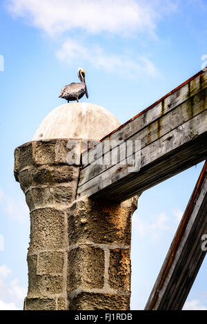 Pélican brun sur piliers voilerie, Nelson's Dockyard, English Harbour, Antigua Banque D'Images