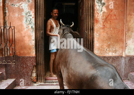 L'alimentation de l'homme à la vache sainte de Varanasi, Inde Banque D'Images