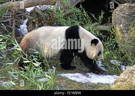 Grand Panda Bear walking in Zoo de Vienne, Autriche Banque D'Images