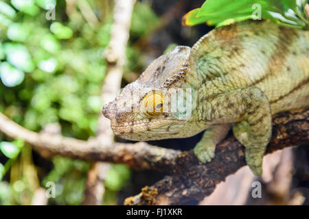 Caméléon Vert Lizard On Branch Banque D'Images