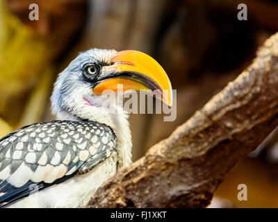 Jungle exotique oiseau au bec jaune sur Branch Banque D'Images