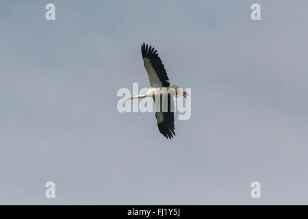 Cigogne Blanche (Ciconia ciconia) survolant le cratère du Ngorongoro, Tanzanie Banque D'Images